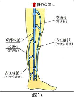 図1 足の主な静脈